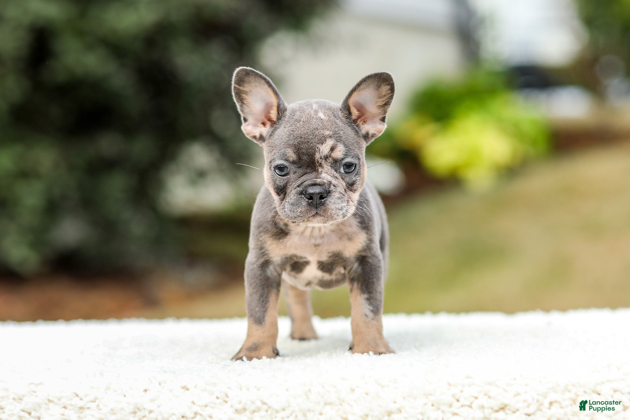 French Bulldog dogs Miles – Blue & Tan Merle - Ad 2
