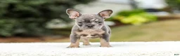 French Bulldog dogs for sale: Miles – Blue & Tan Merle - Ad 2