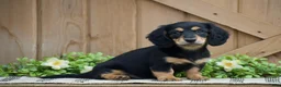 Miniature Dachshund dogs for sale: Lilac - Ad 5