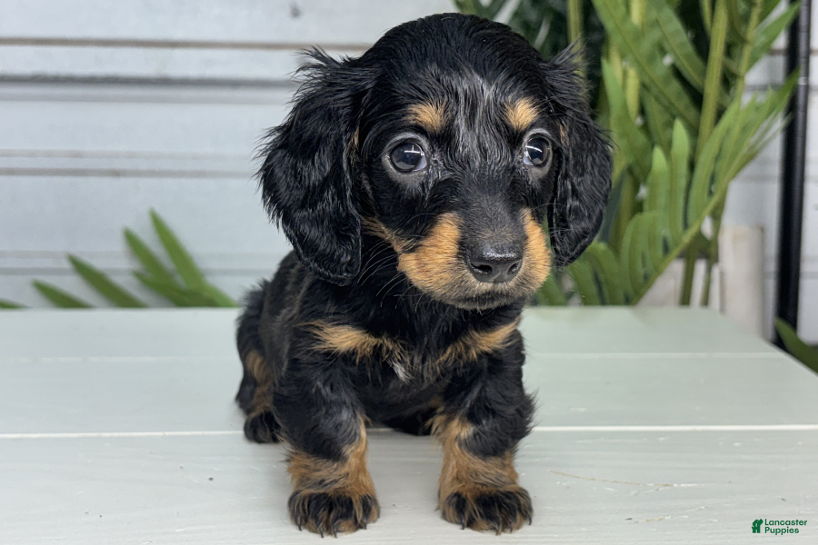 Miniature Dachshund dogs for sale: Amy - Ad 1