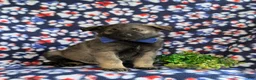 Mixed Breed dogs for sale: Bain - Ad 3