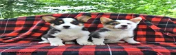 Welsh Corgi Pembroke dogs for sale: Bethany - Ad 5