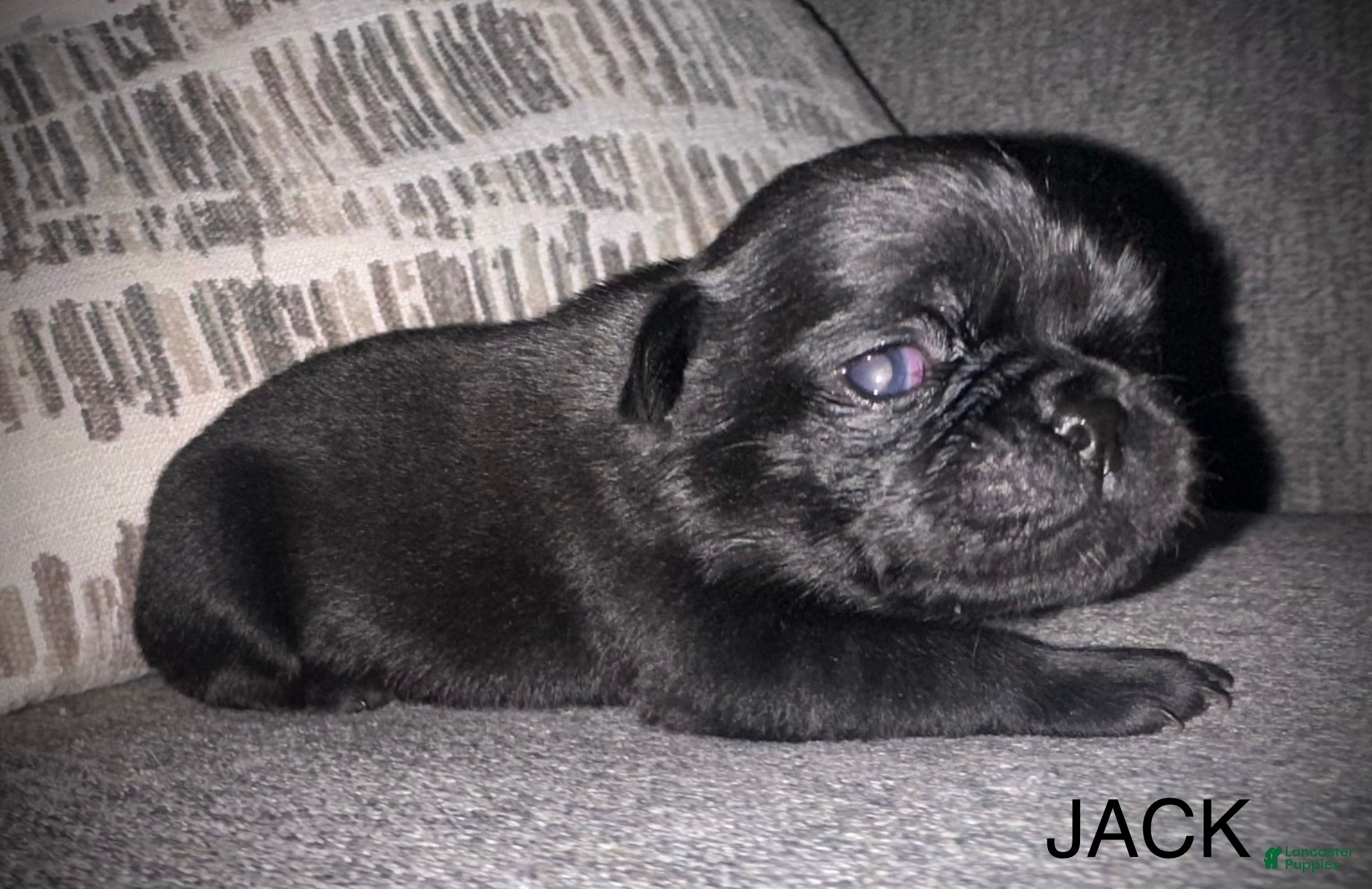 Pug dogs Jack  - Ad 28