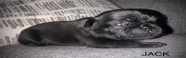 Jack 
