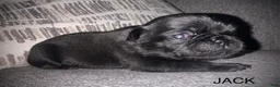 Pug dogs for sale: Jack  - Ad 1