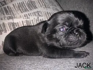 Pug dogs Jack - Ad 12