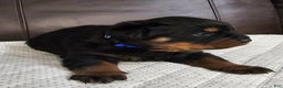 Rottweiler dogs for sale: Rottweiler Puppy 2 Blue Male - Ad 6