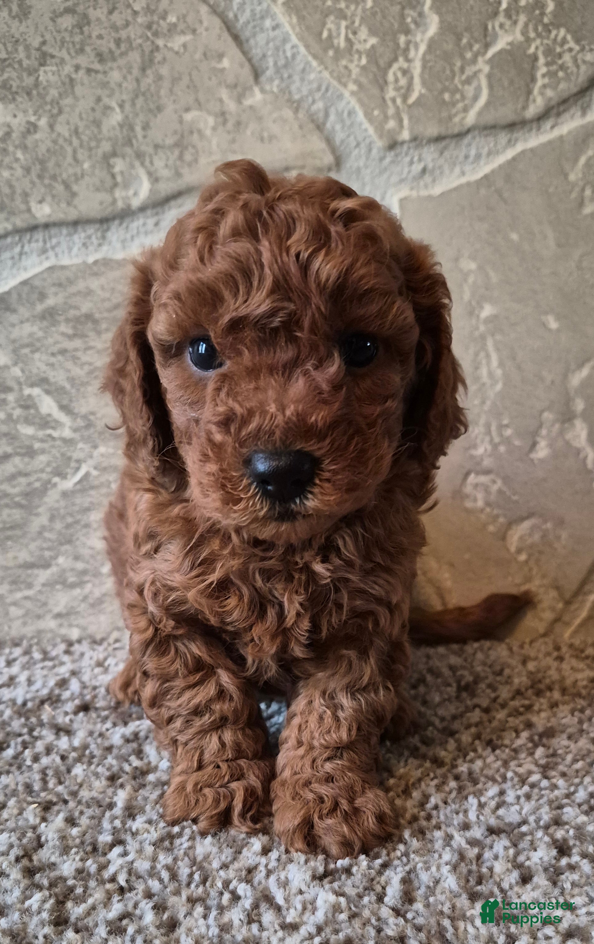 Cavapoo dogs Maple - Ad 1