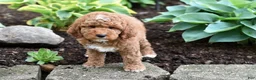Miniature Poodle dogs for sale: Buster - Ad 8