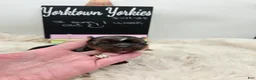 Yorkshire Terrier dogs for sale: Marty - Ad 4
