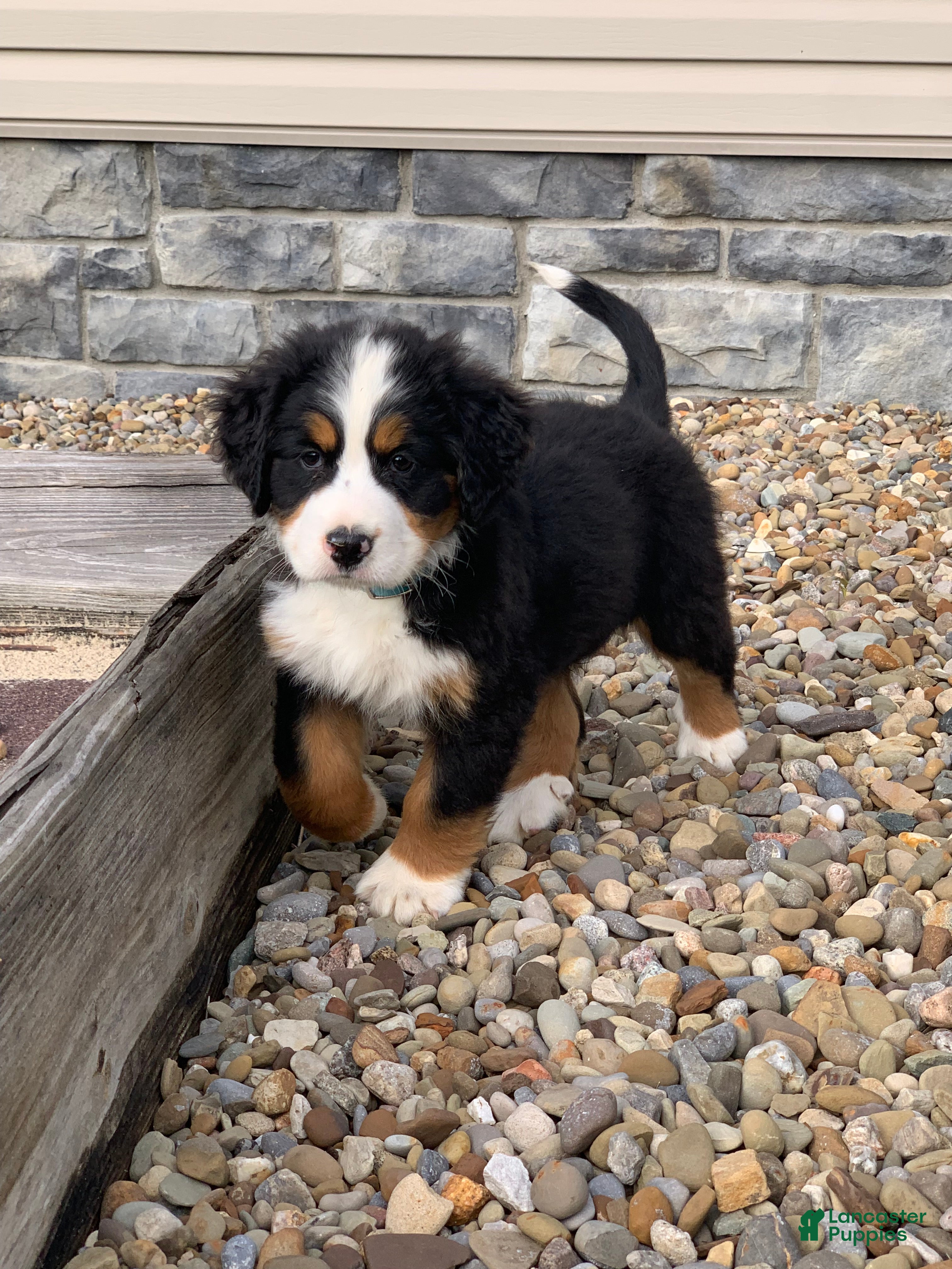 Bernese Mountain Dog dogs Elvis - Ad 2
