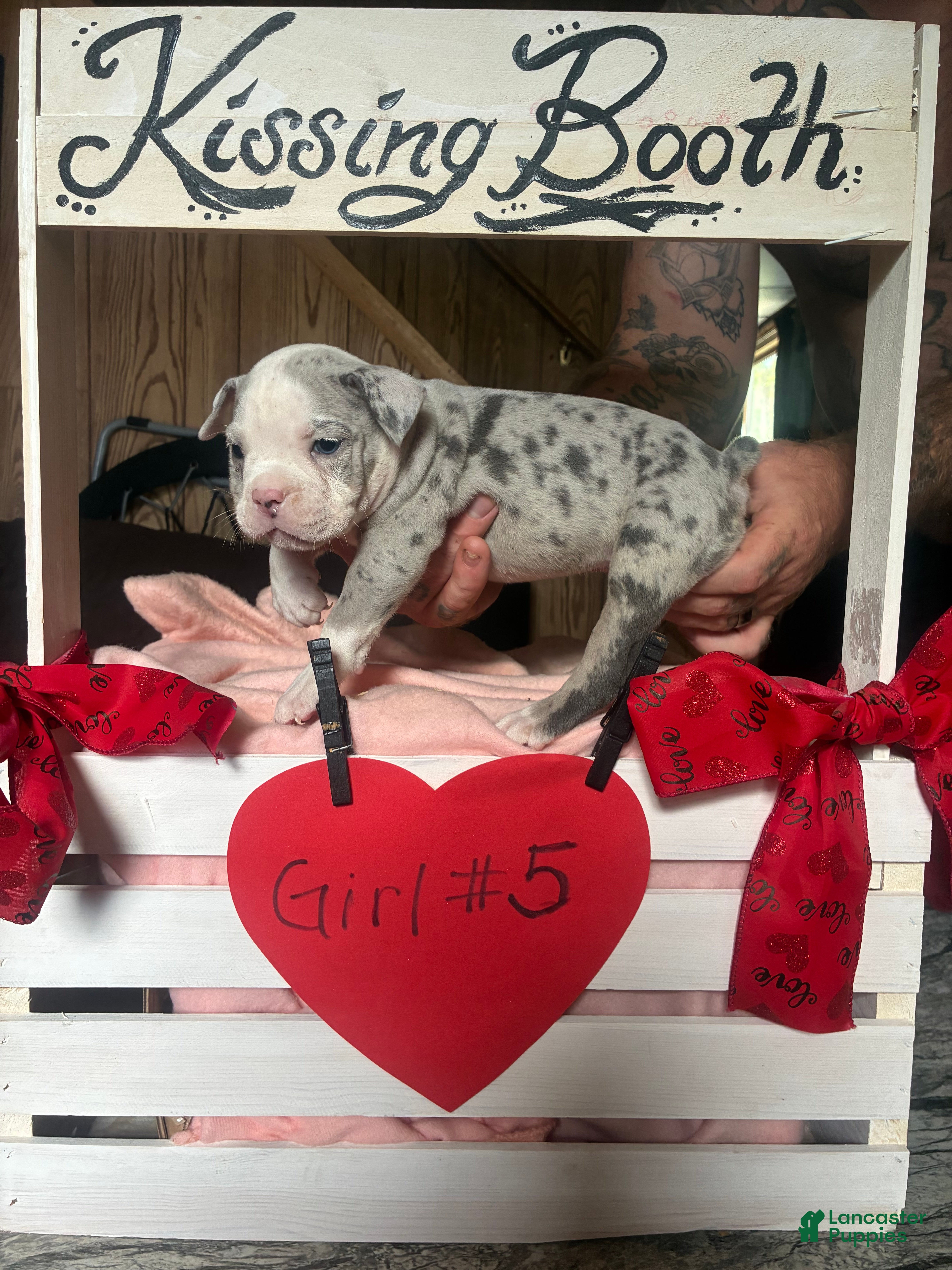 Olde English Bulldogge dogs Olde English Bulldogge 5 - Ad 2