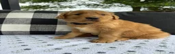 Golden Retriever dogs for sale: Bones - Ad 14