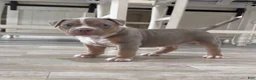 American Bully dogs for sale: American Bully Puppy 4 - Ad 2