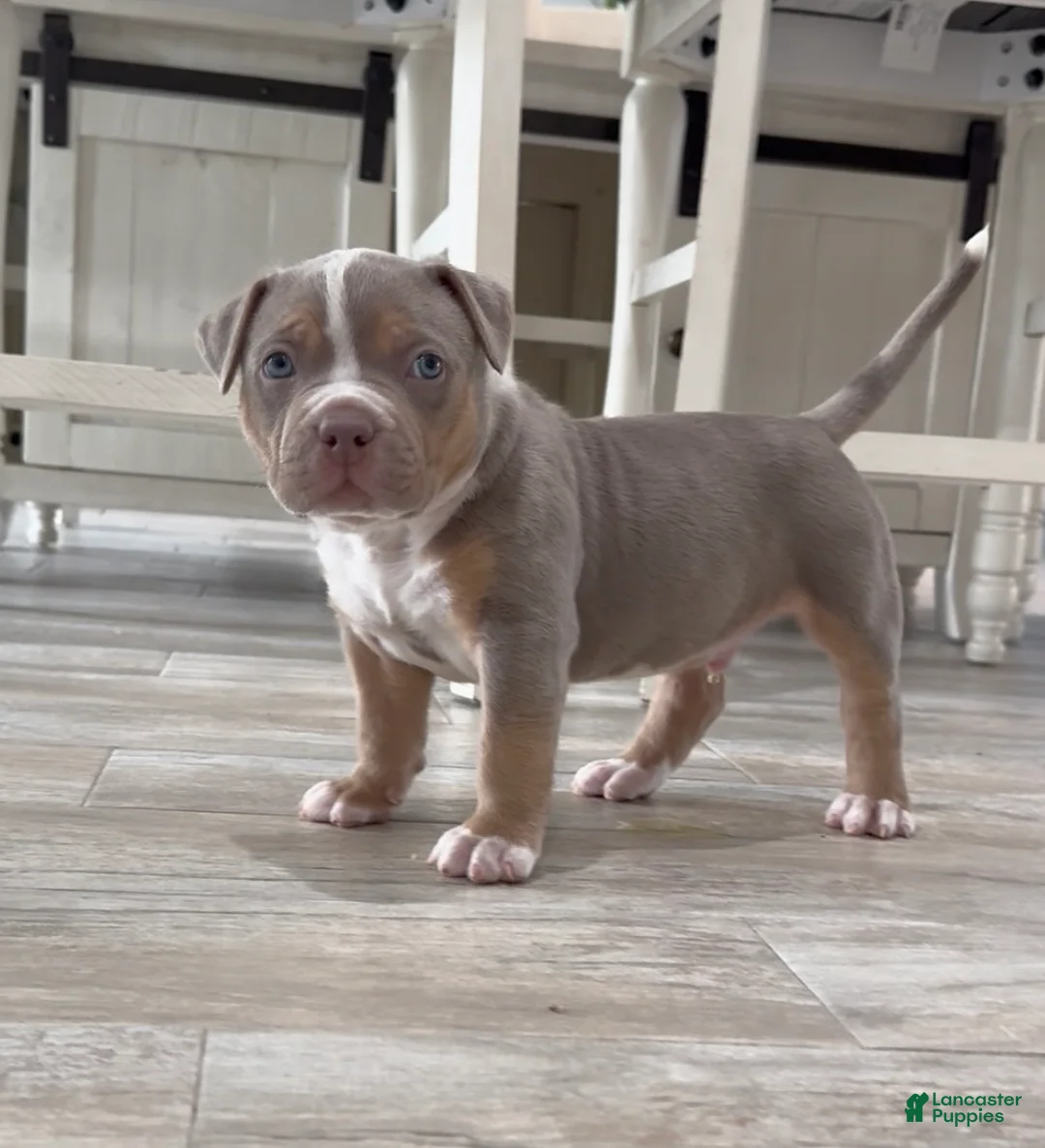 American Bully dogs for sale: American Bully Puppy 4 - Ad 2