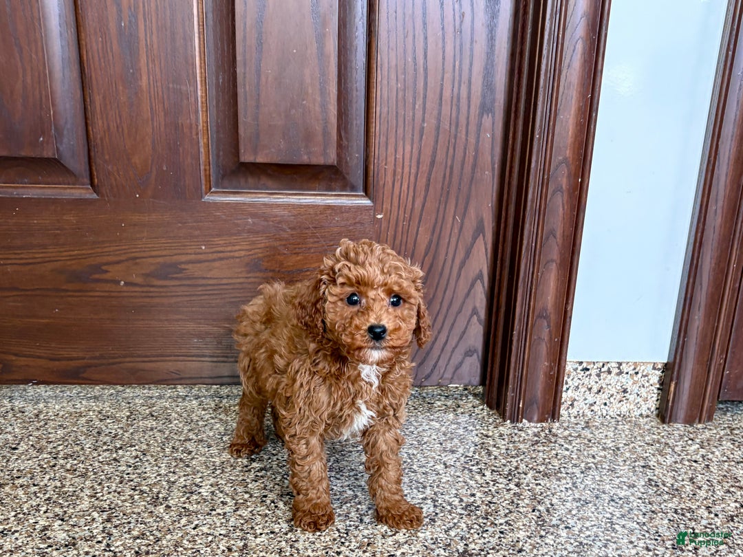 Cavapoo dogs for sale: Cavapoo F1b Male Puppy 2 - Ad 4