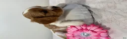 Cavalier King Charles Spaniel dogs for sale: Mary Cavalier King Charles Spaniel  - Ad 5