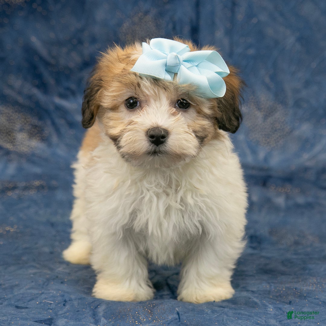 Havapoo dogs for sale: Willow - Ad 2