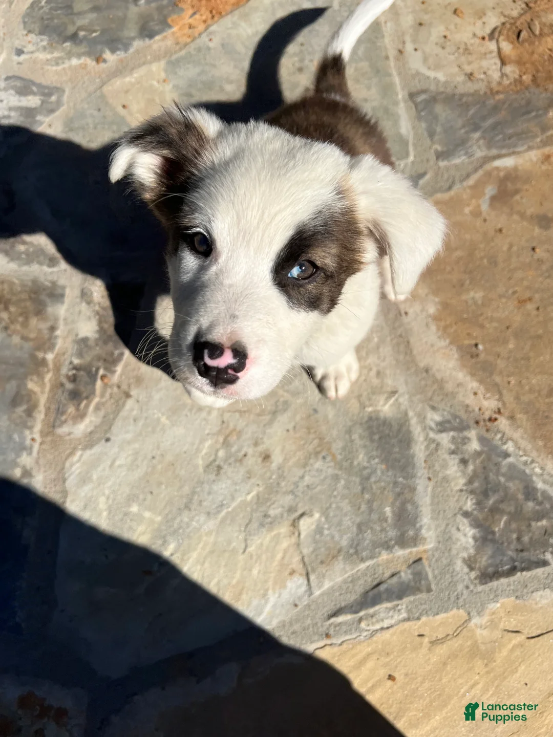 Mixed Breed dogs for sale: Mixed Breed Puppy #6 - Ad 1