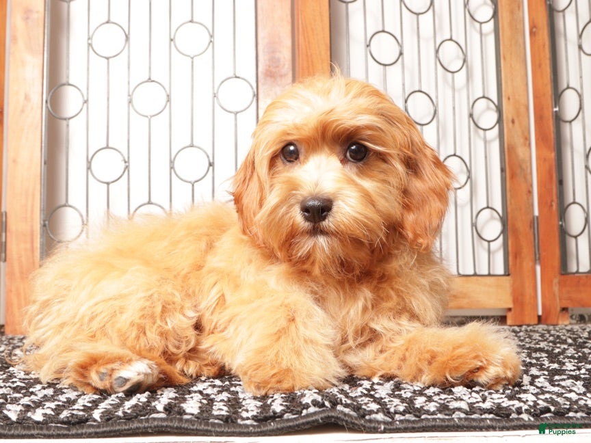 Cavapoo dogs Toby  - Ad 1