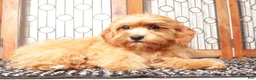 Cavapoo dogs for sale: Toby  - Ad 1