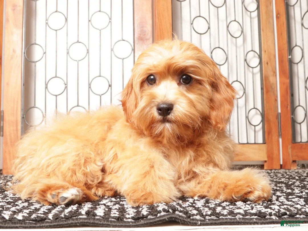 Cavapoo dogs for sale: Toby  - Ad 1