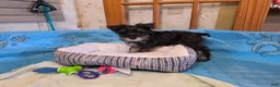 Miniature Schnauzer dogs for sale: Sam - Ad 6