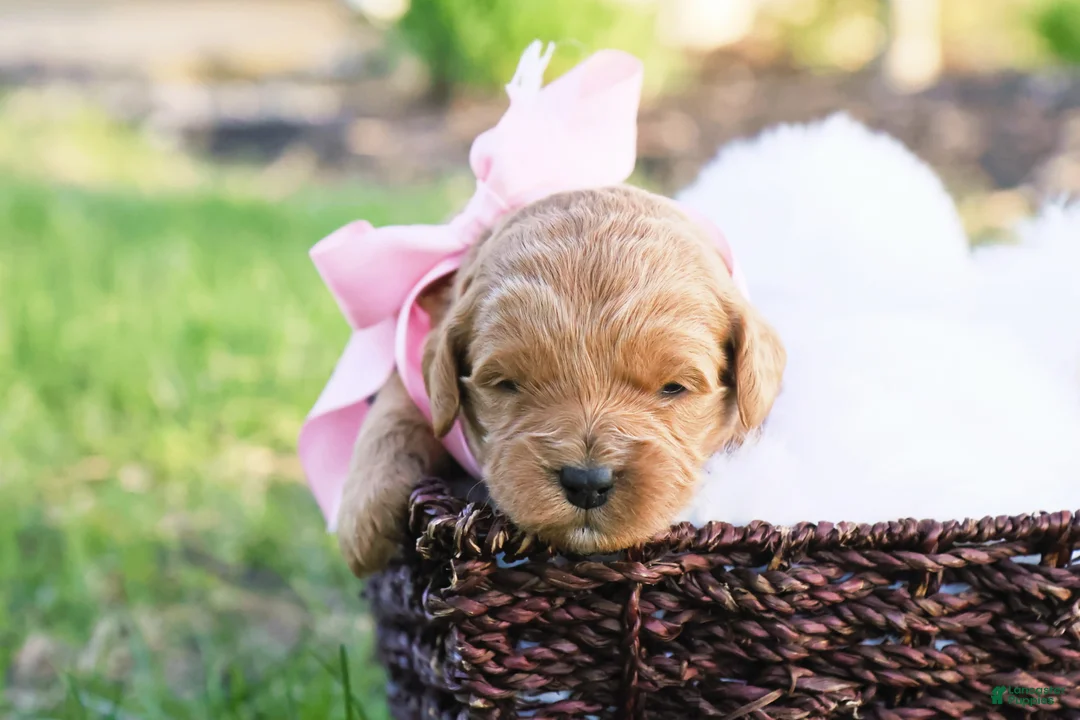 Goldendoodle dogs for sale: Ladybug - Ad 1