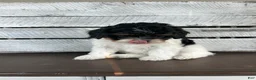 Shihpoo dogs for sale: Maggie - Ad 5