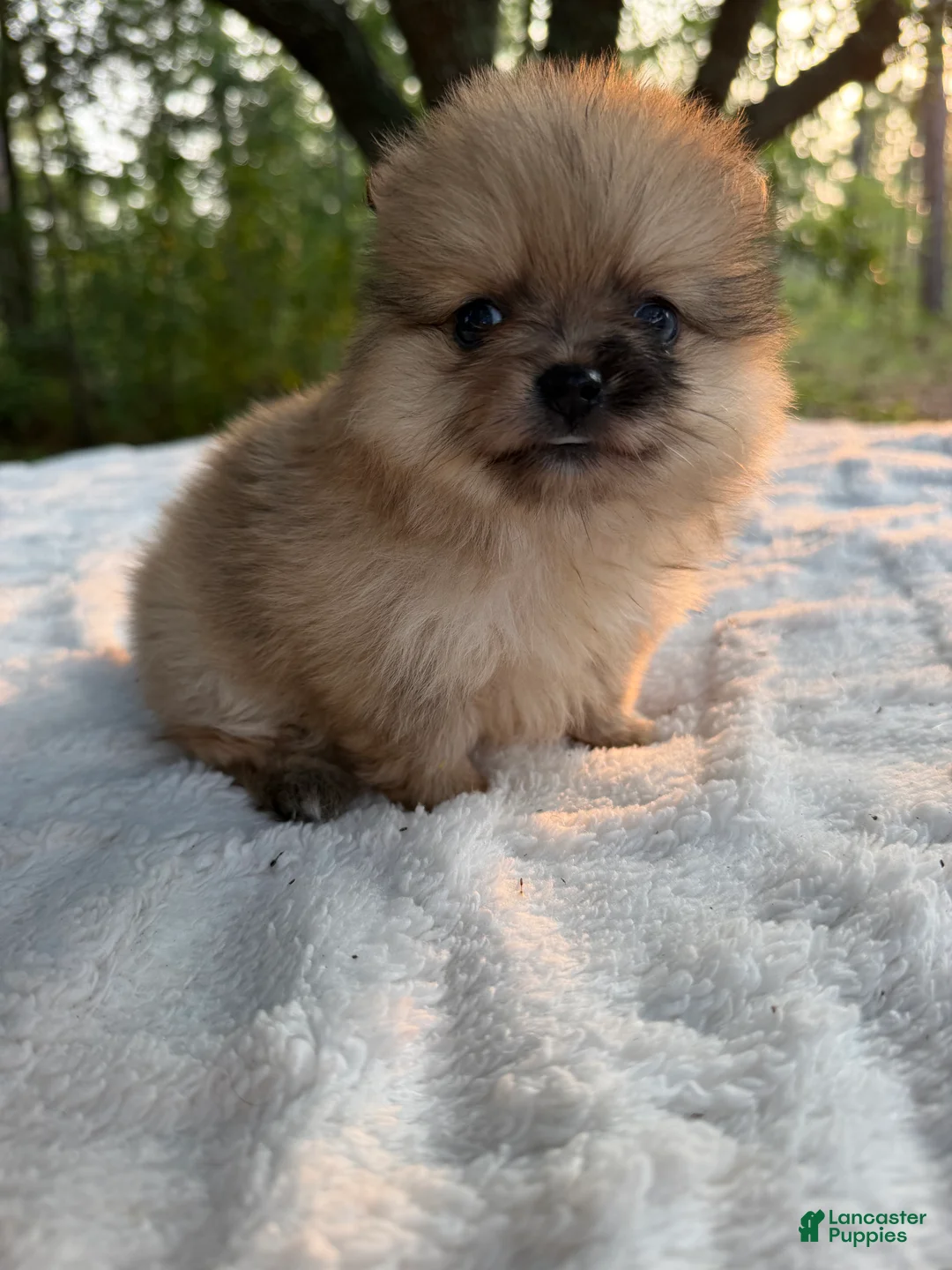 Pomeranian dogs for sale: Duchess - Ad 1