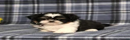 Shih Tzu dogs for sale: BitsyBaby - Ad 3