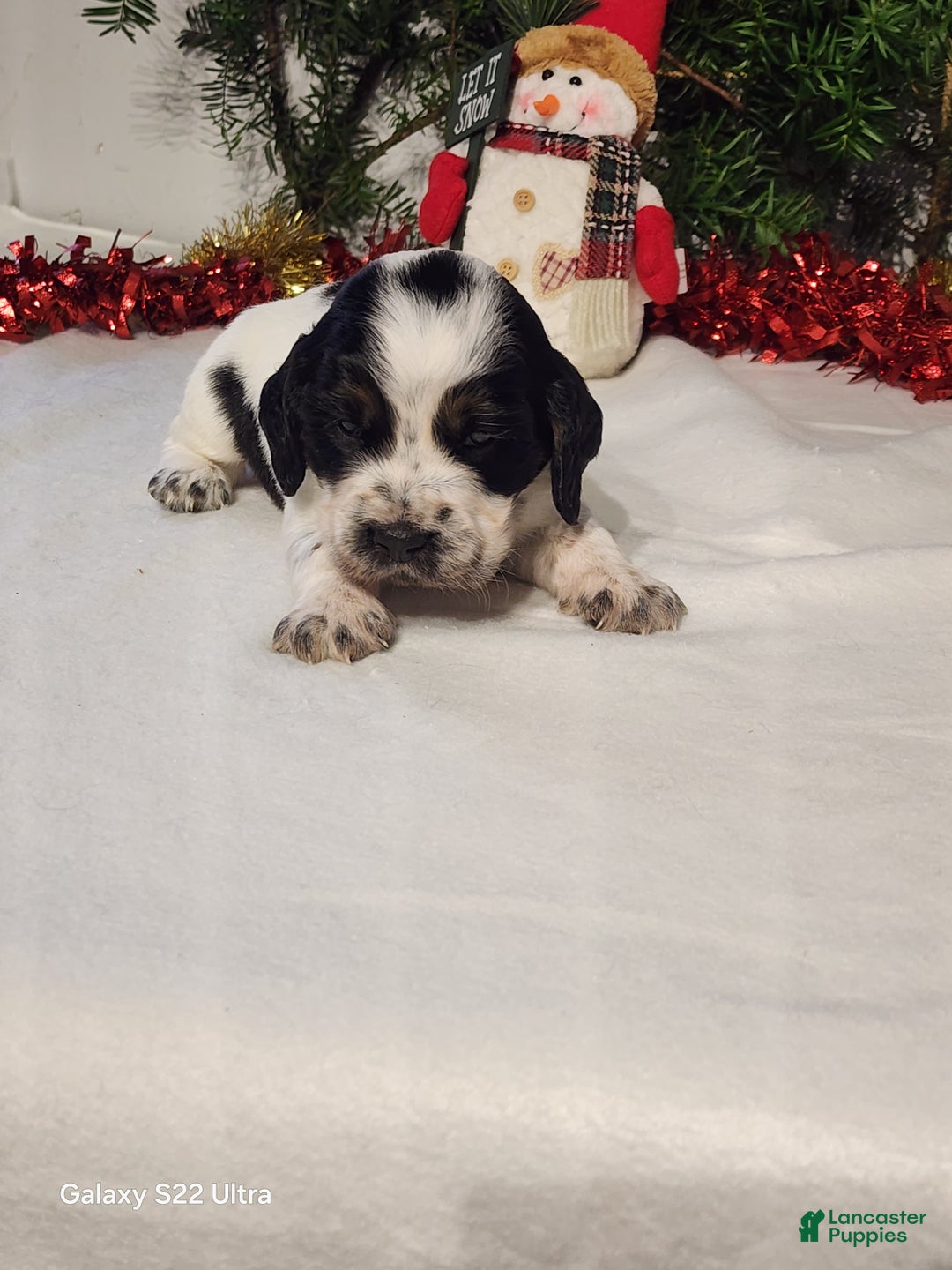 English Springer Spaniel dogs for sale: Mack - Ad 2