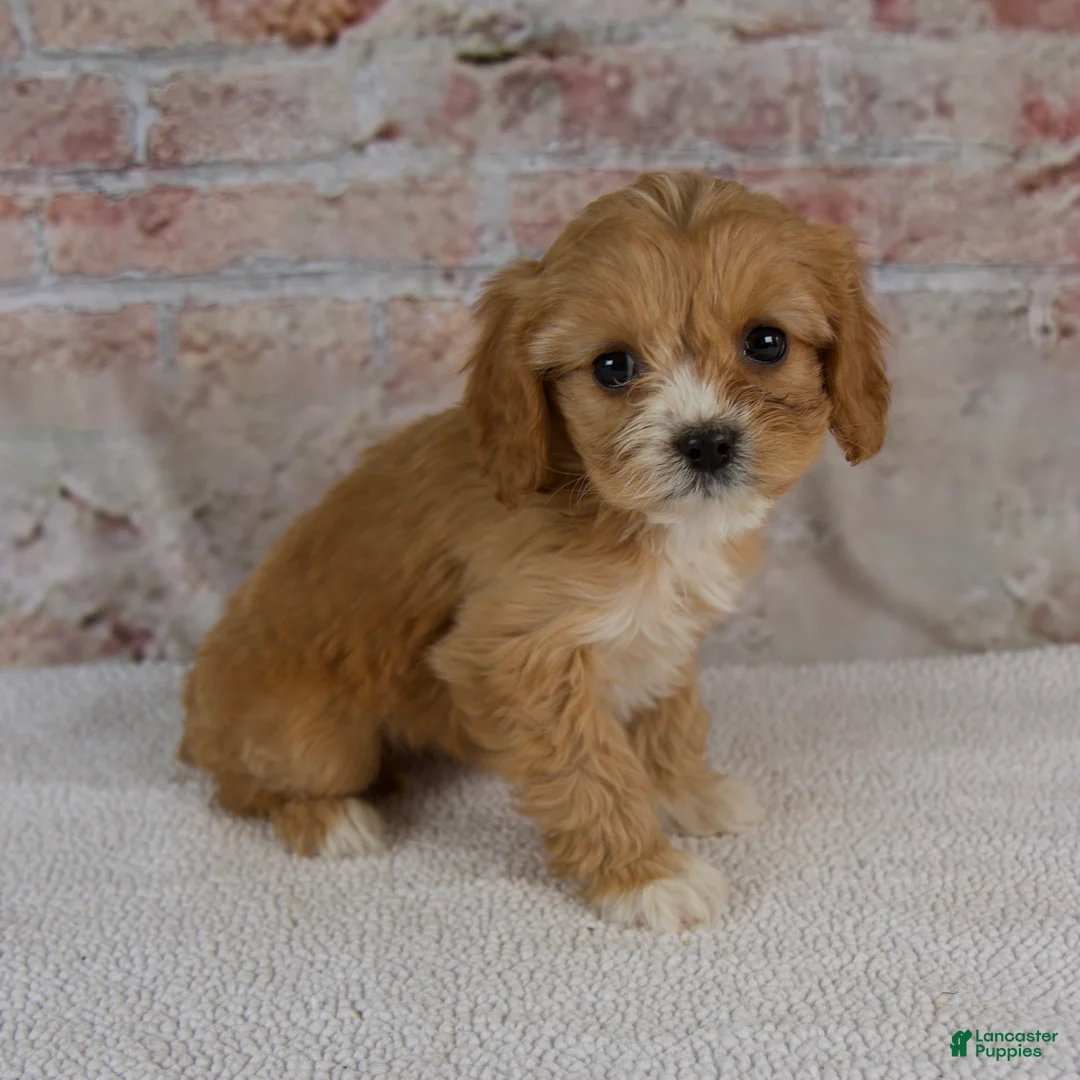 Cavapoo dogs for sale: Honey - Ad 2
