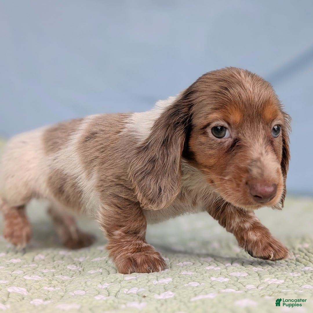 Miniature Dachshund dogs for sale: Pumpkin - Ad 7
