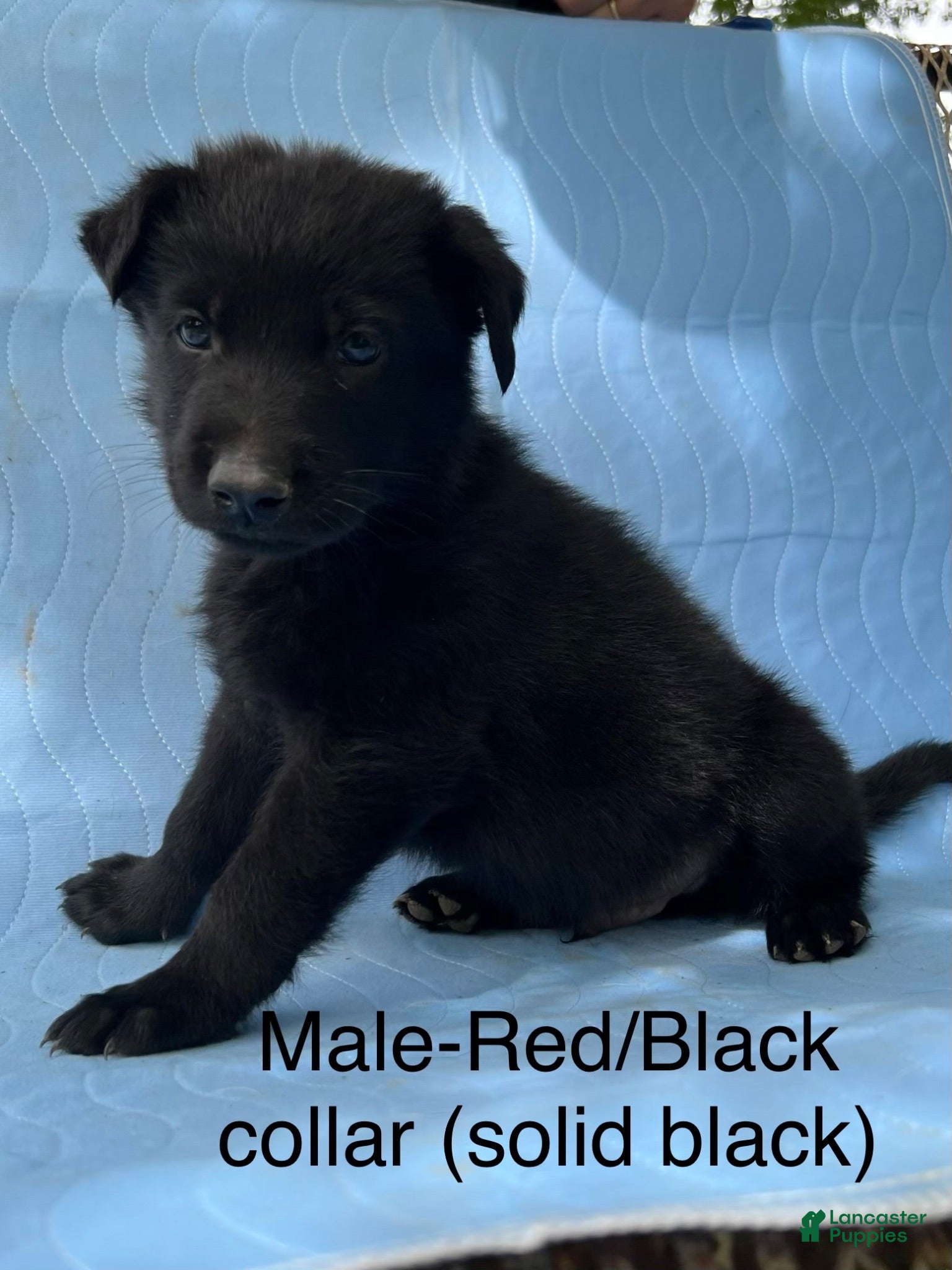 German Shepherd dogs German Shepherd Puppy 2 - Ad 36