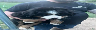 Bernese Mountain Dog Puppy 2