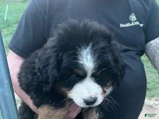 Bernese Mountain Dog dogs for sale: Bernese Mountain Dog Puppy 2 - Ad 2