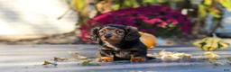 Miniature Dachshund dogs for sale: Frank - Ad 13