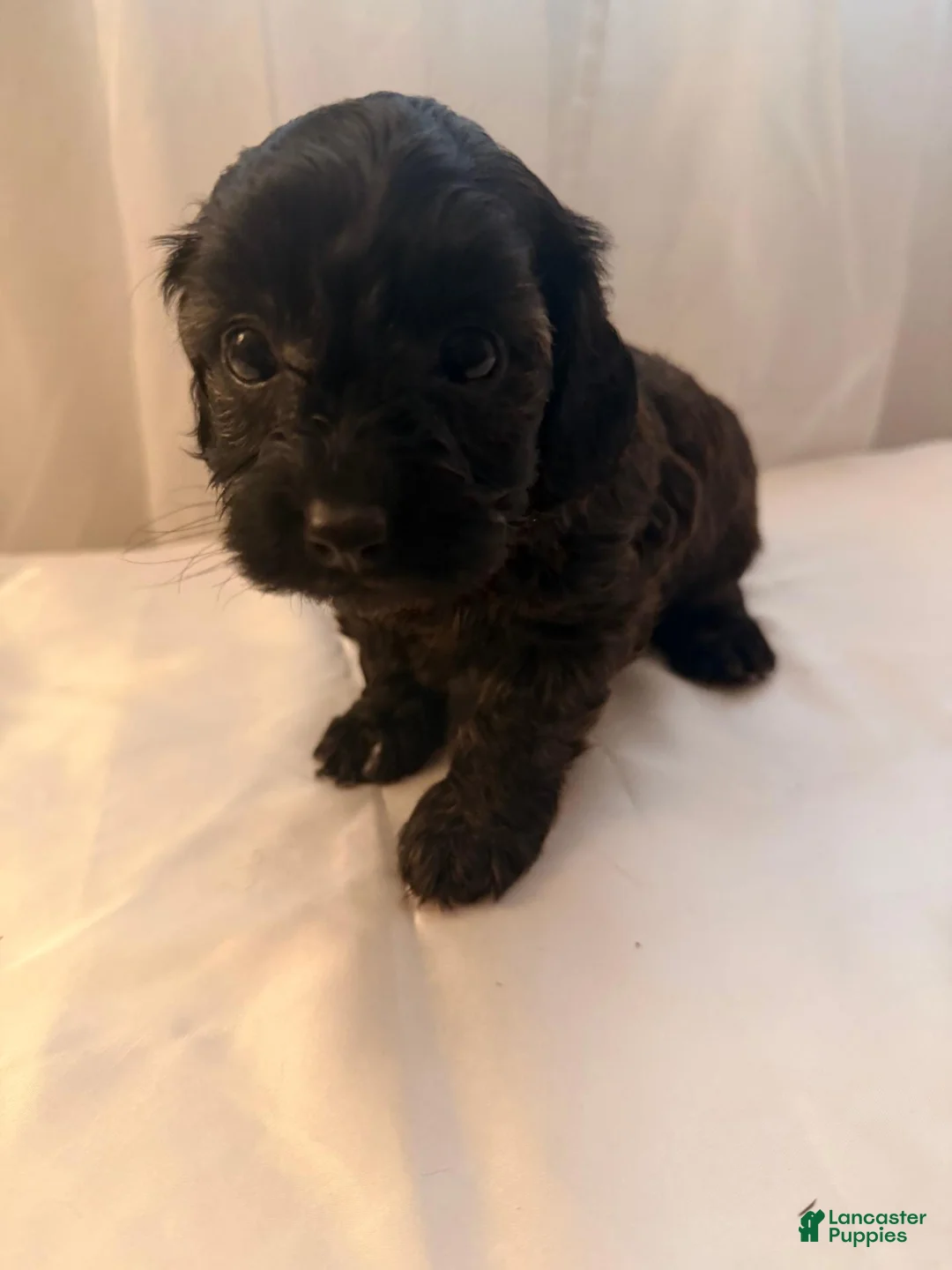 Yorkiepoo dogs for sale: Yumi - Ad 1