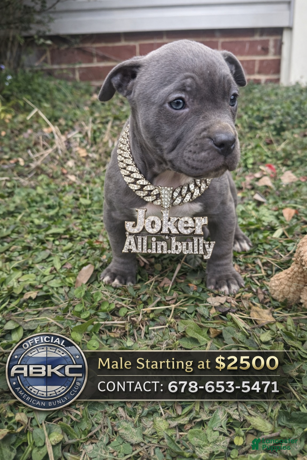 American Bully dogs Joker - Ad 28