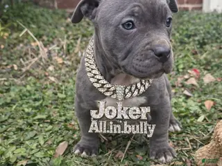 American Bully dogs Joker - Ad 28
