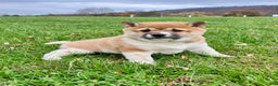 Shiba Inu dogs for sale: Sasha - Ad 5