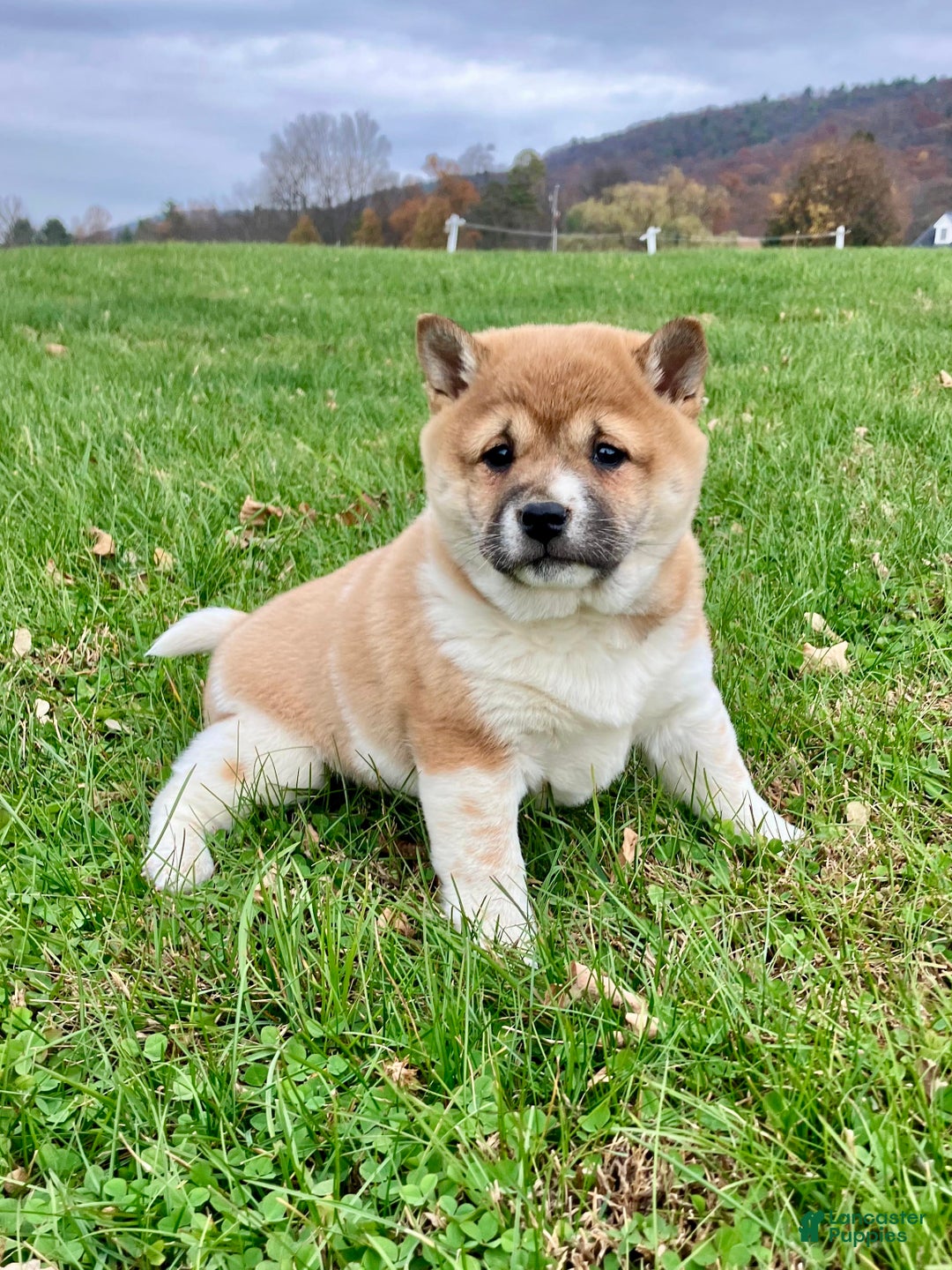 Shiba Inu dogs for sale: Sasha - Ad 5