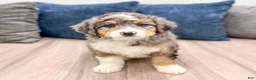 Mini Bernedoodle dogs for sale: Cheyenne - Ad 6