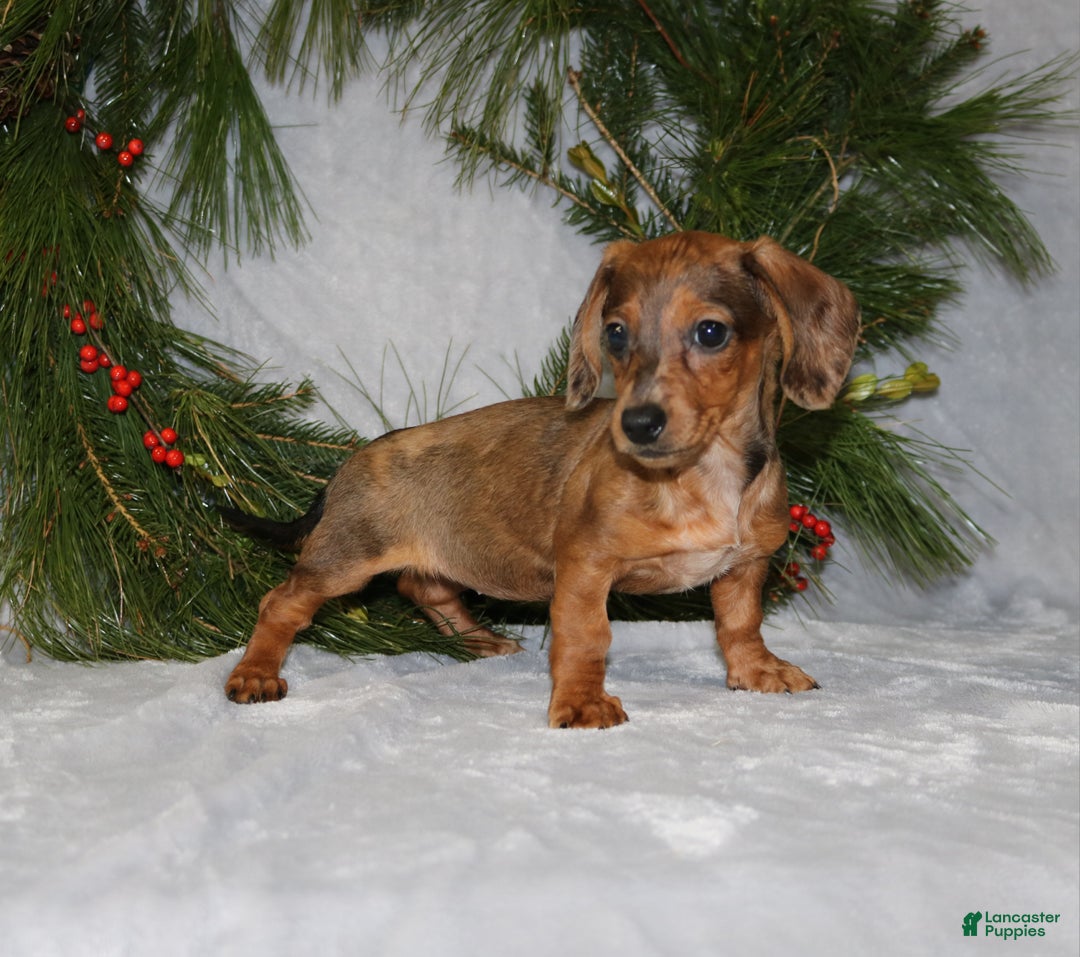 Miniature Dachshund dogs for sale: Coco - Ad 8