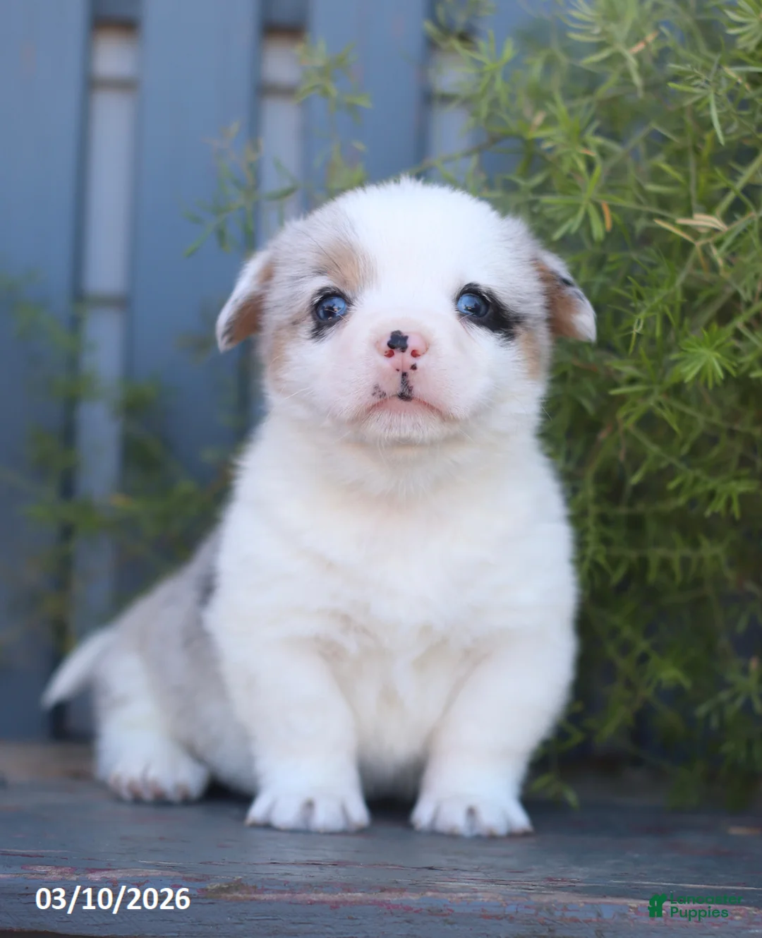 Welsh Corgi Pembroke dogs for sale: Bandit - Ad 2