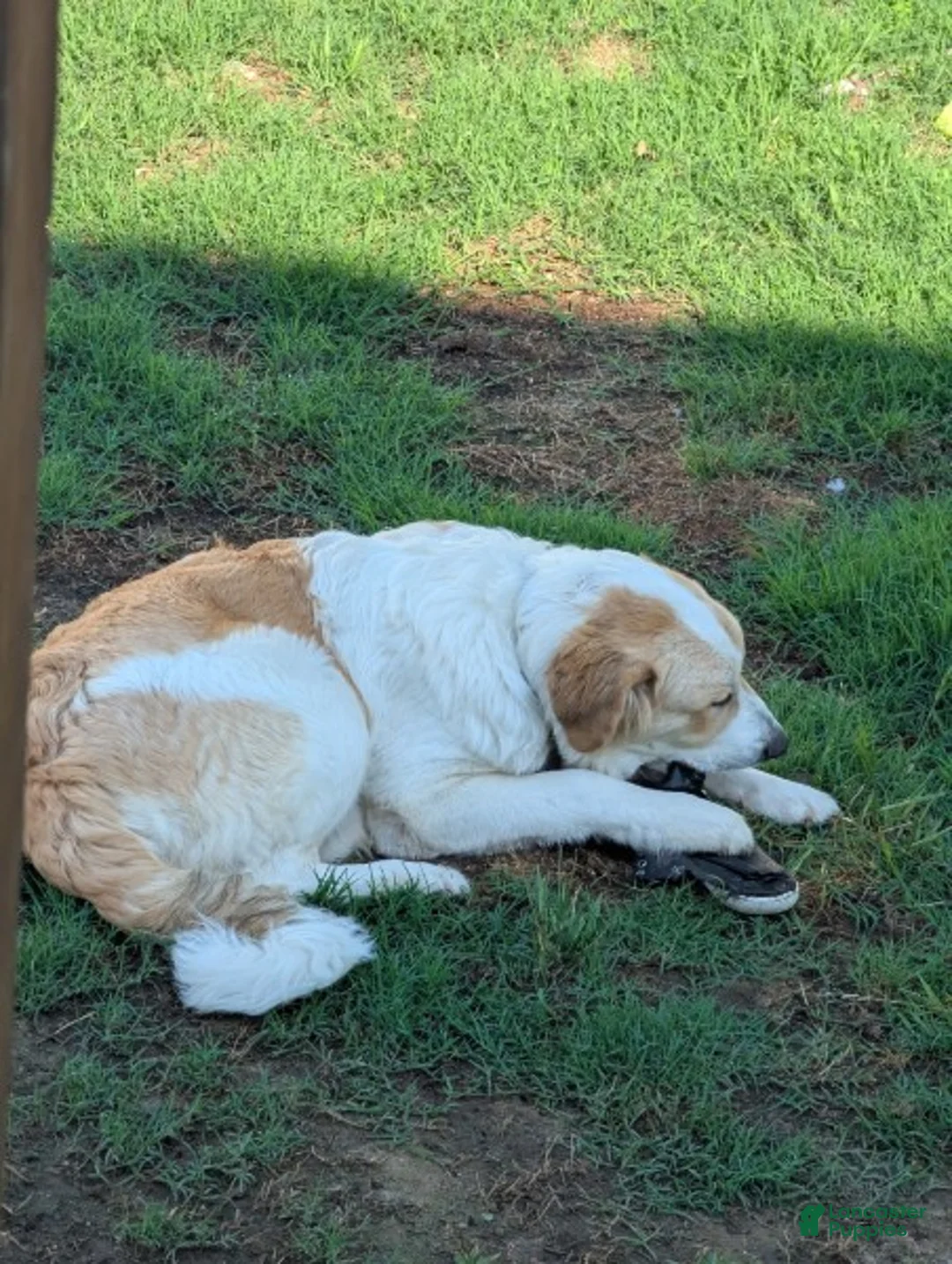Mixed Breed dogs for sale: Jack - Ad 1