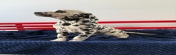 Dalmatian dogs for sale: Taylor - Ad 17
