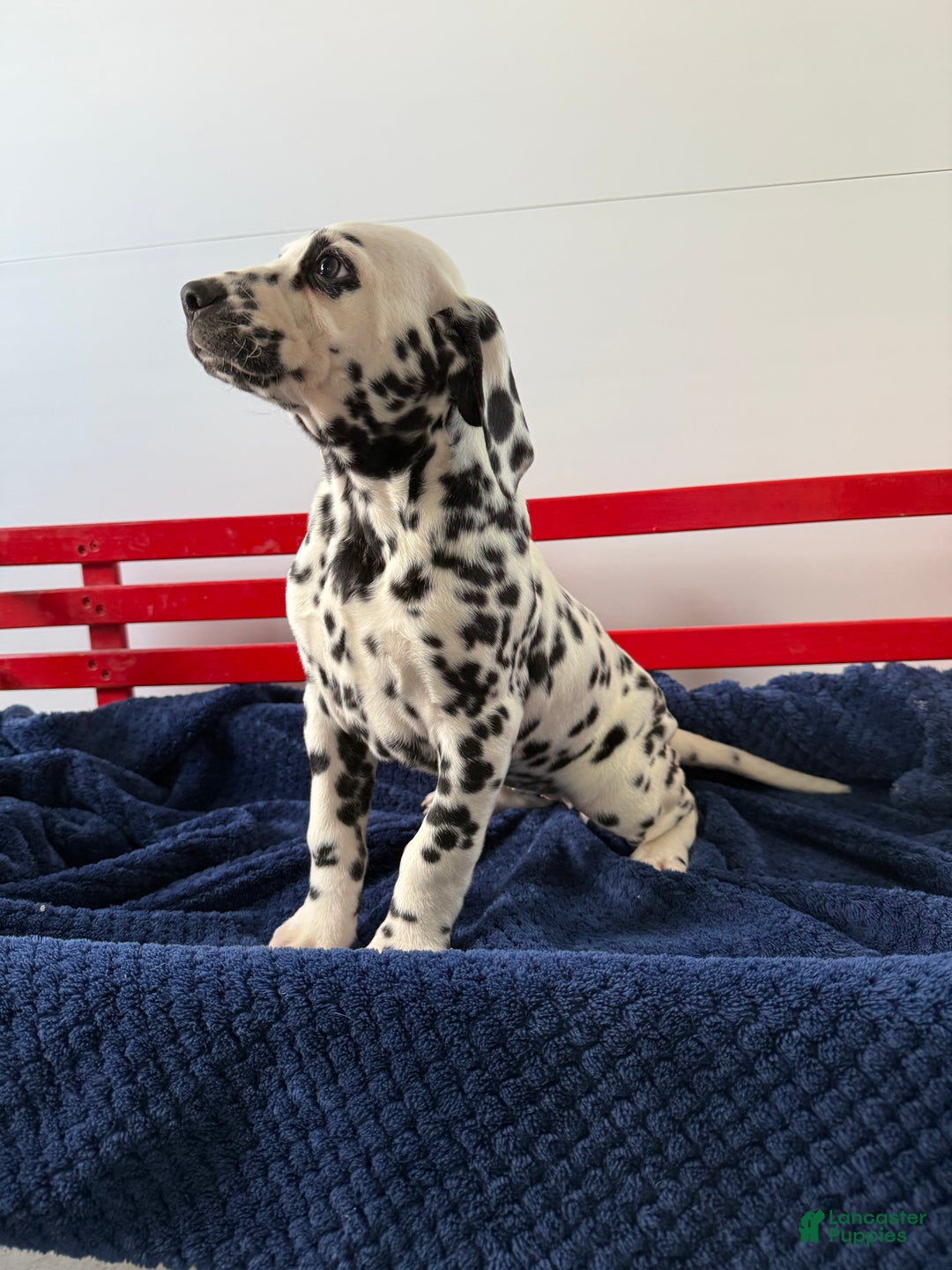 Dalmatian dogs for sale: Taylor - Ad 17
