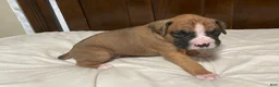 Boxer dogs for sale: Milo - Ad 3